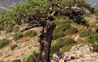JUNIPERCY: Improving the conservation status of the priority habitat type 9560 in Cyprus